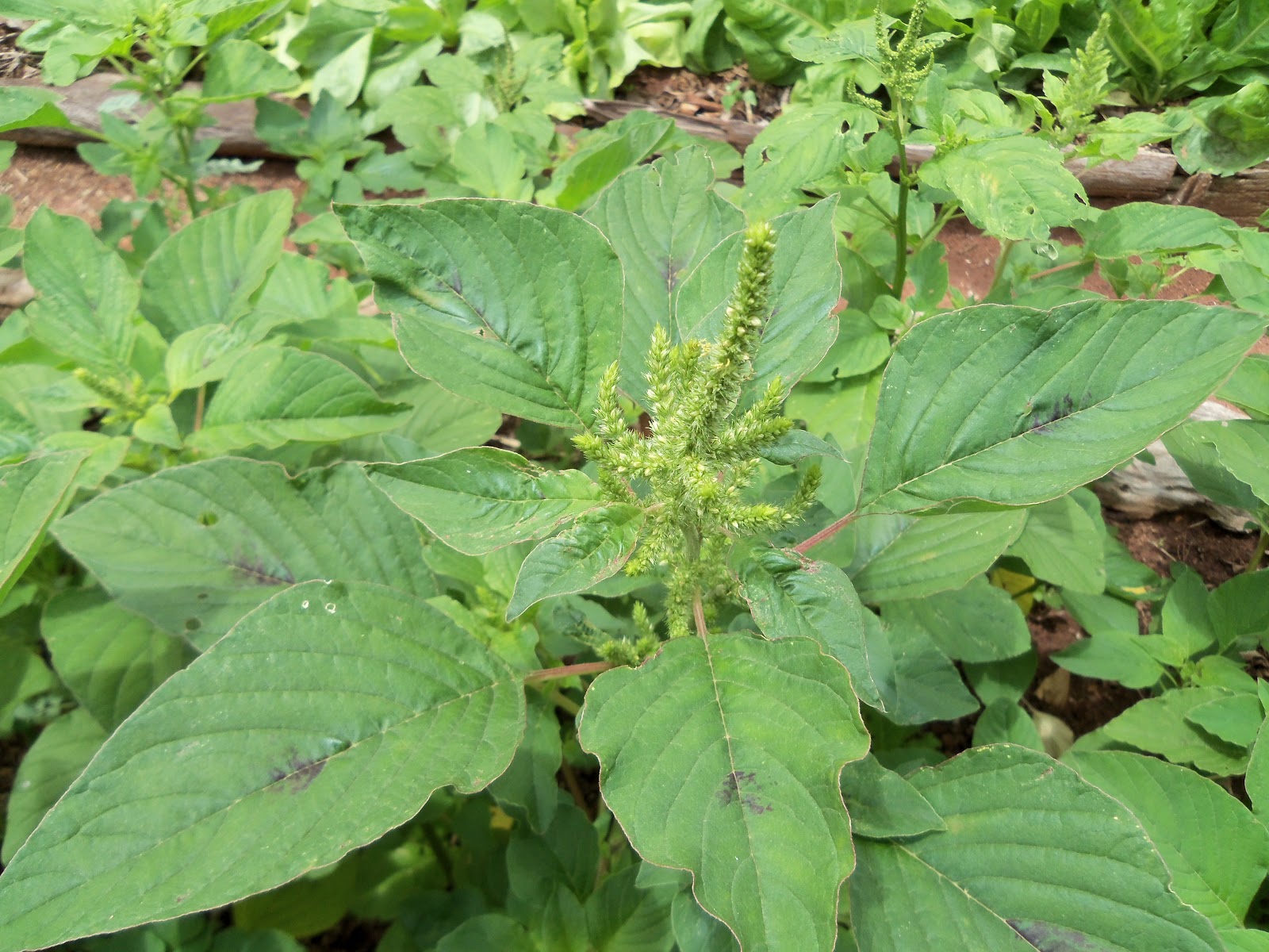 Caruru vs. Espinafre: Qual o Mais Nutritivo?