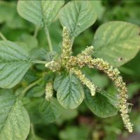 Como Identificar e Colher Caruru com Segurança