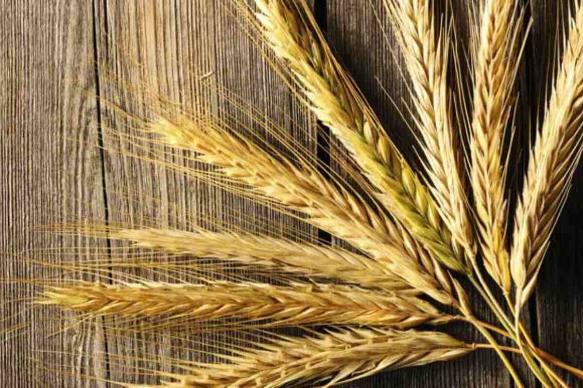 5 marcas de pão de centeio para experimentar