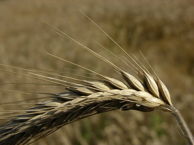 Receita de pão de centeio caseiro fácil e rápido