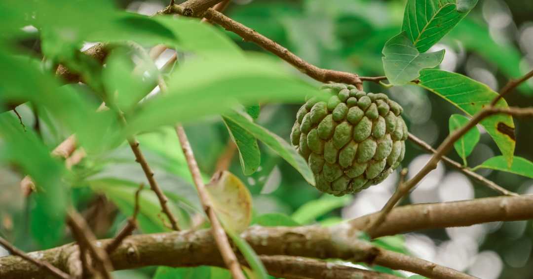 benefícios do chá de fruta do conde