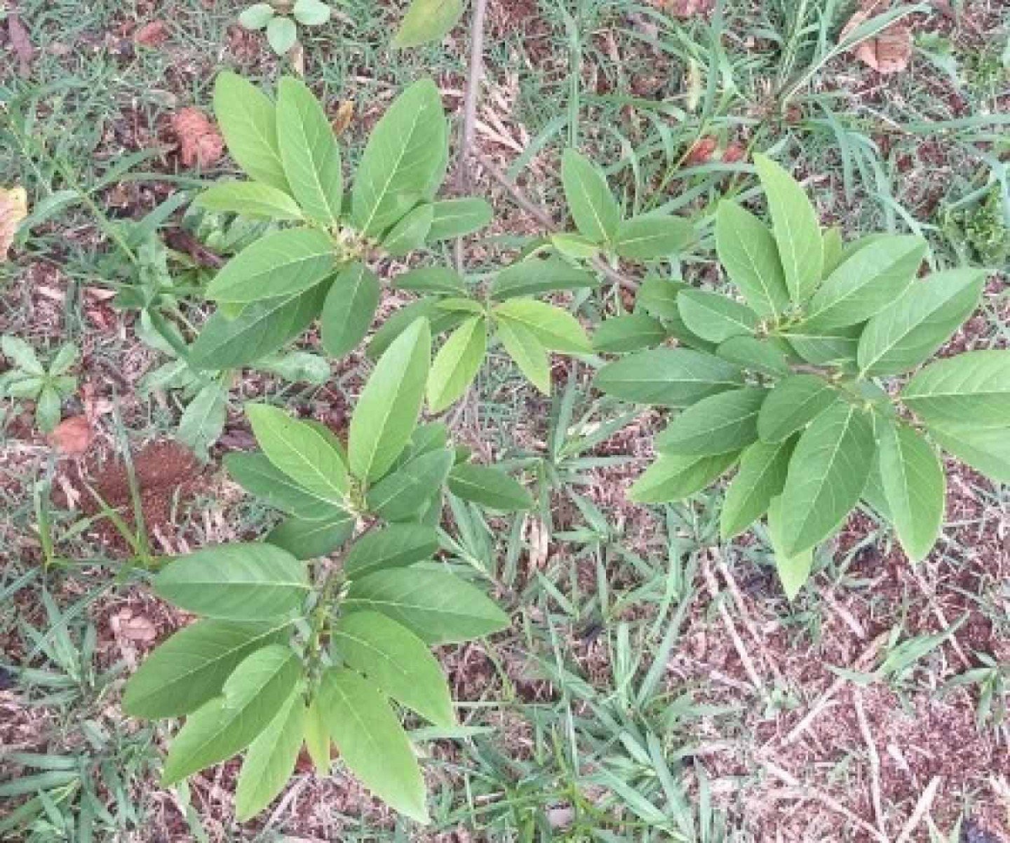 Receita de Suco de Pinha para Refrescar o Verão