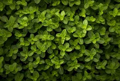 benefícios do chá de orégano