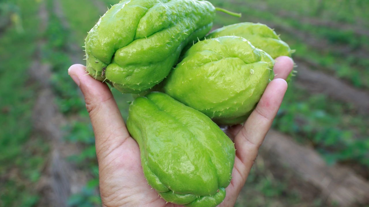 Receitas de chuchu para incluir na dieta de hipertensos