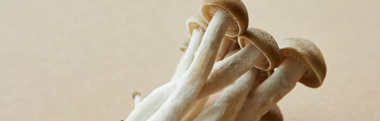 5 Receitas Saudáveis com Cogumelo Shimeji