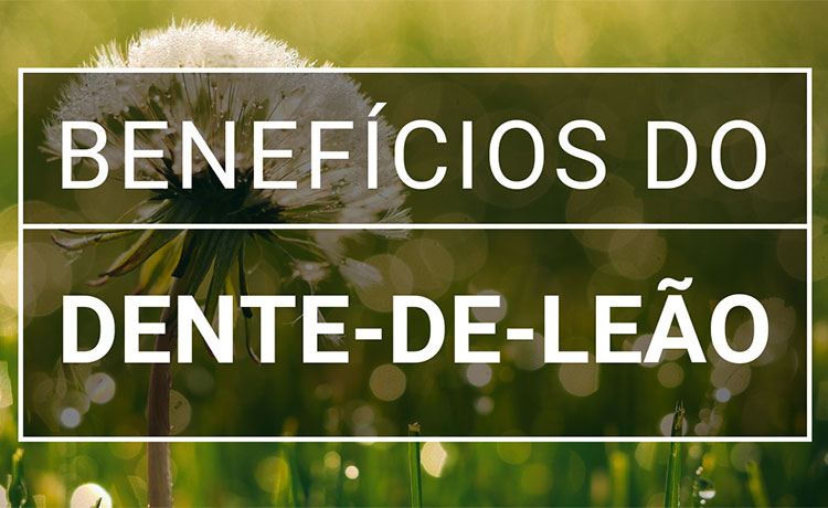 Guia Completo: Dente de Leão para Controle de Colesterol