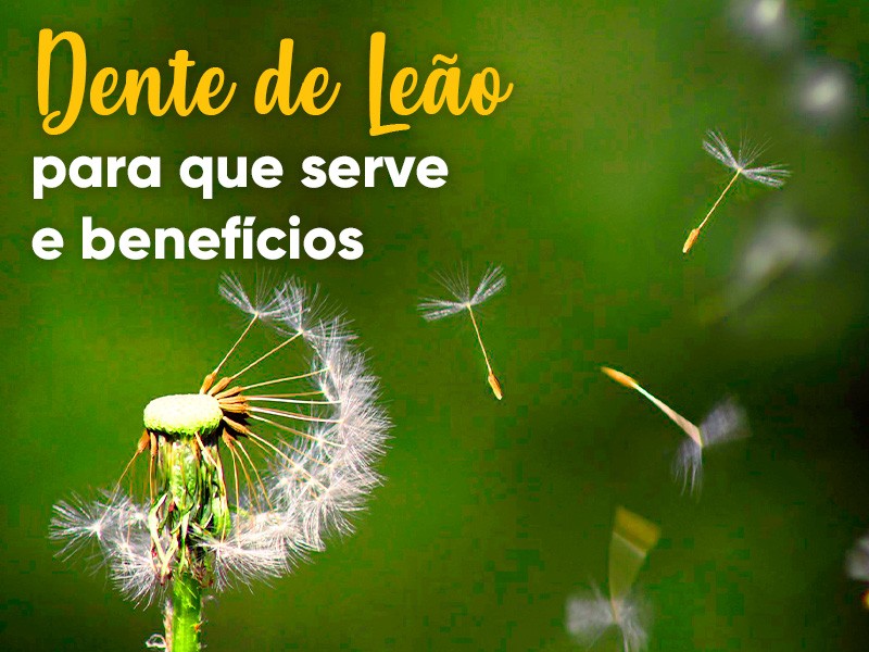 Receita de Chá de Dente de Leão para Desintoxicação Hepática