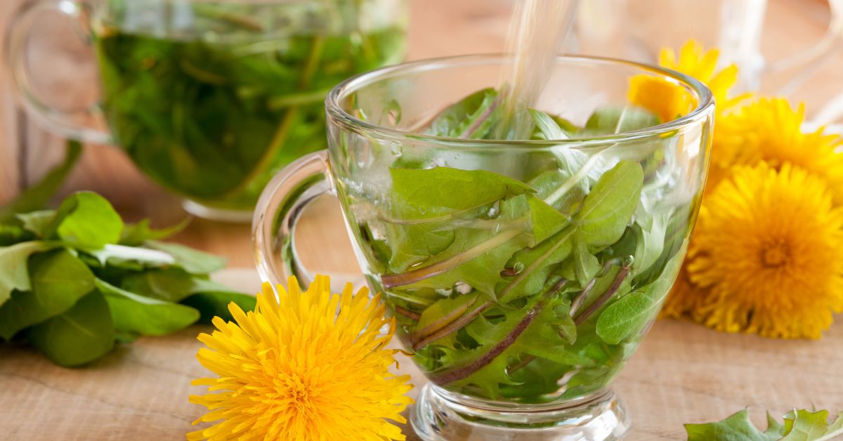 Dente de Leão Torrado: Alternativa Saudável ao Café