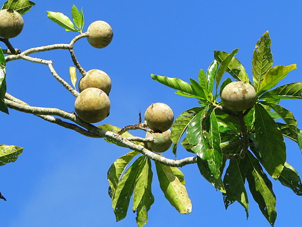 Os Benefícios do Ferro do Jenipapo para Combater a Anemia