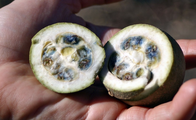 Jenipapo Cru vs. Doce: Qual o Mais Saudável?