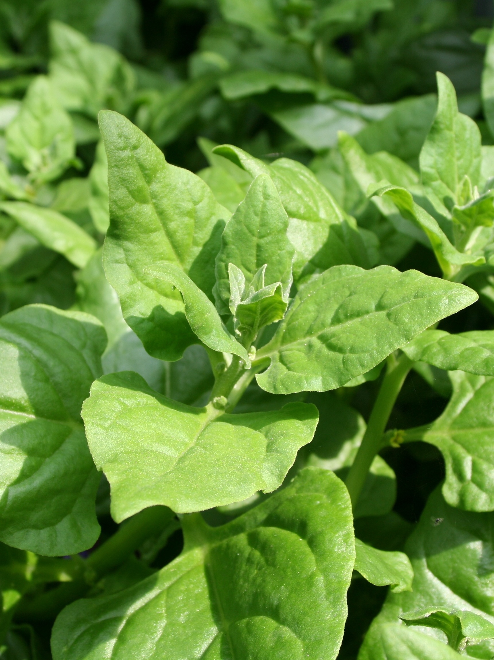 Como os oxalatos afetam a absorção de minerais