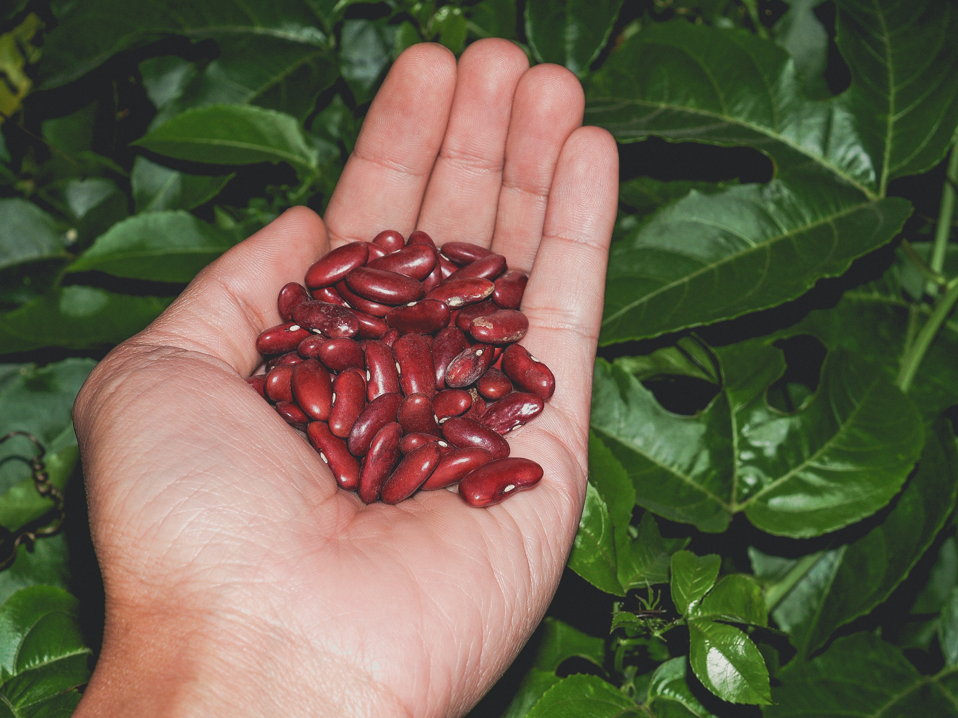 Receitas com Feijão Azuki: Doces e Salgadas