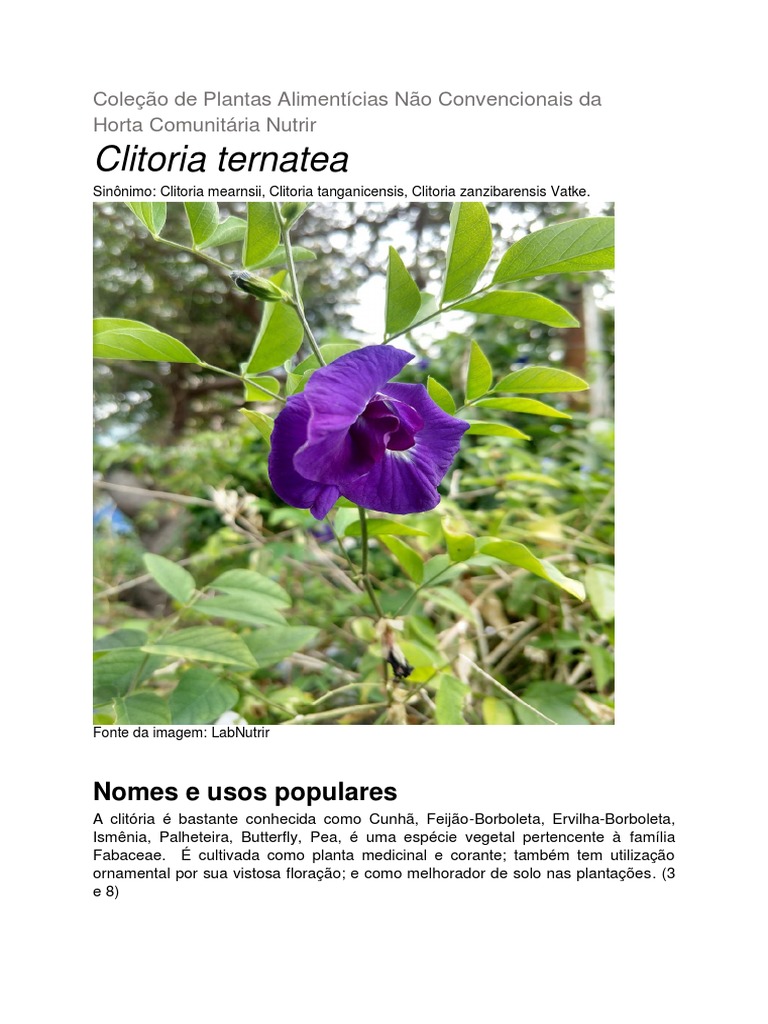 Receitas criativas com feijão borboleta