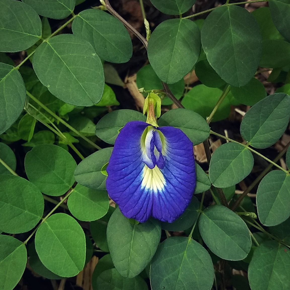 Os benefícios do chá azul para a pele