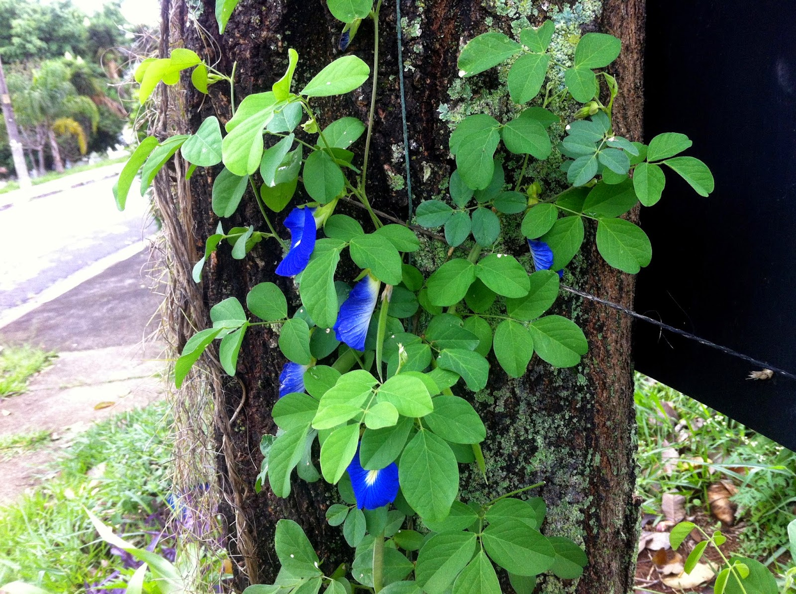 benefícios do feijão borboleta