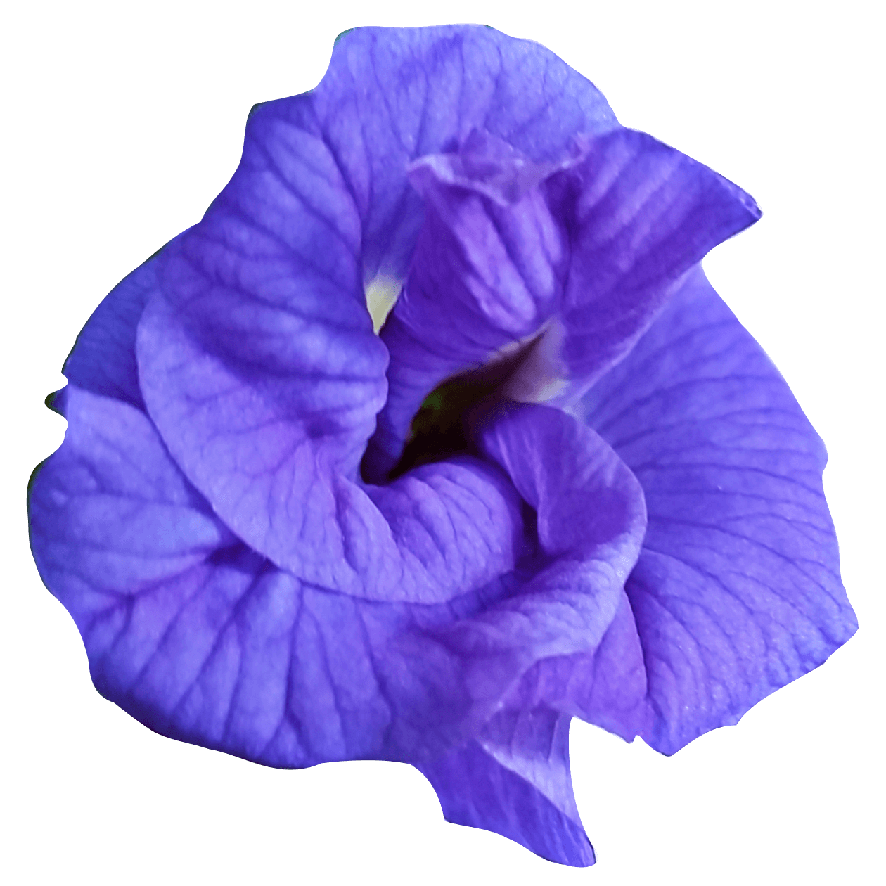 Receitas criativas com feijão borboleta