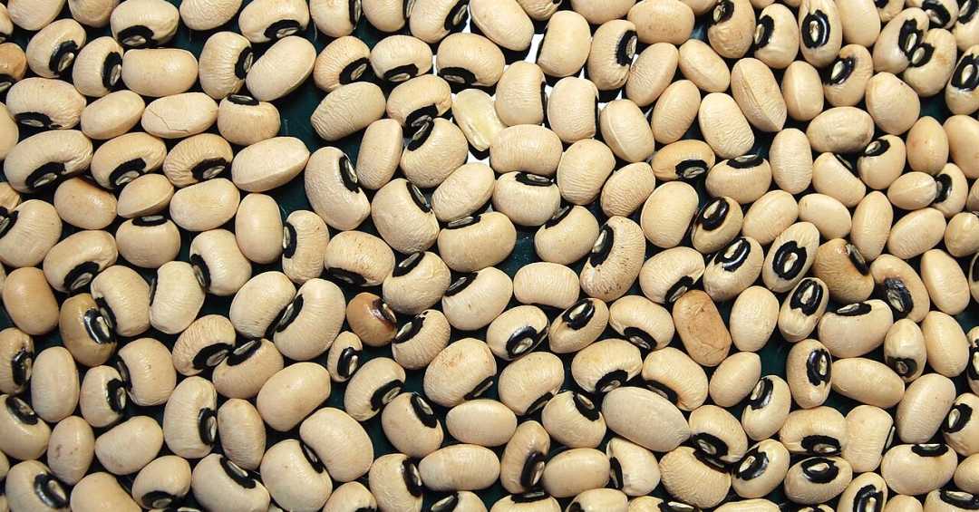 Feijão Fradinho na Gravidez: Guia Completo