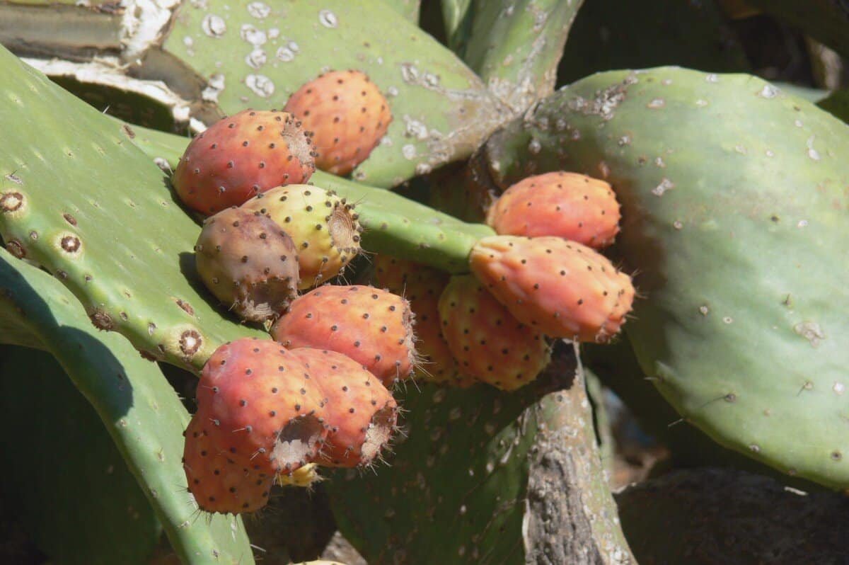 Figo da índia: um aliado natural para o controle do colesterol