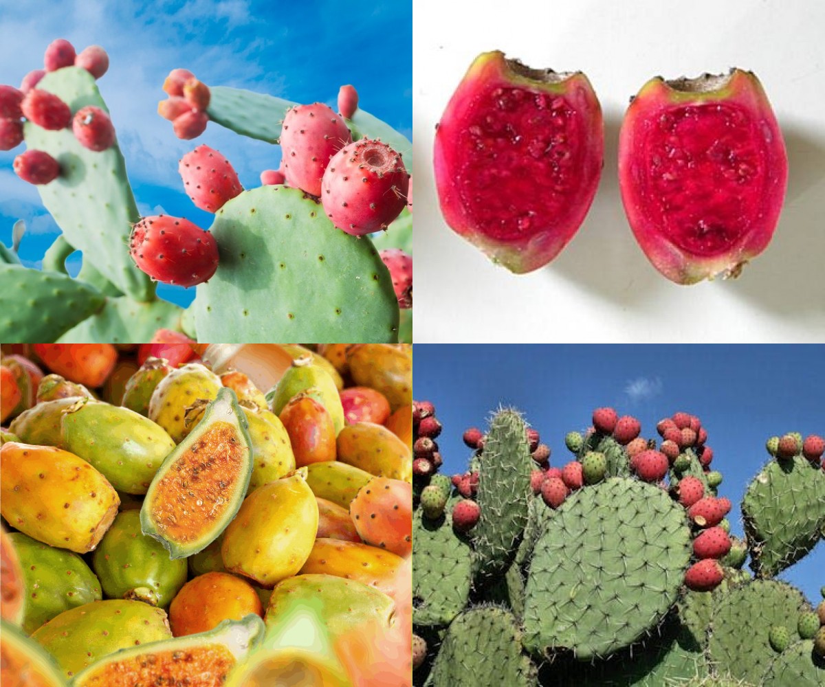 benefícios do figo da índia