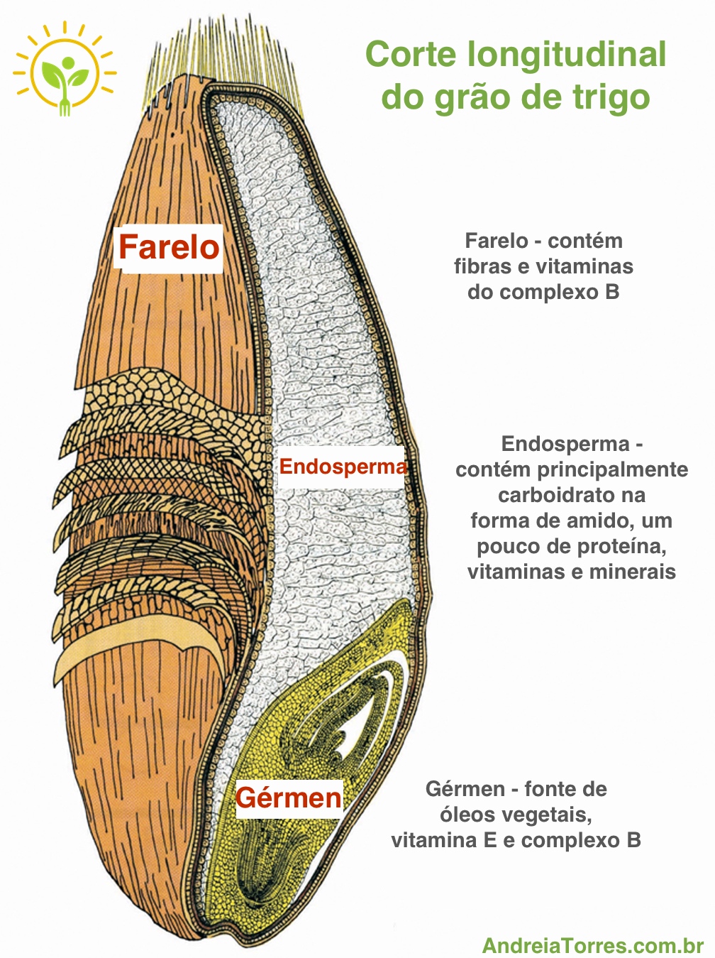 Gérmen de trigo vs. Farelo de trigo: qual a diferença?