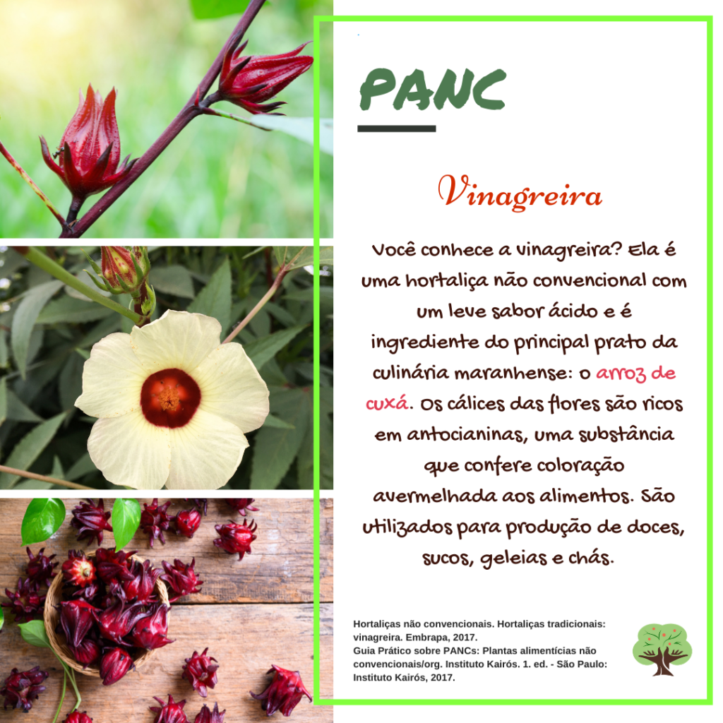 benefícios do hibisco (vinagreira)