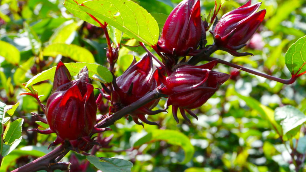 benefícios do hibisco (vinagreira)