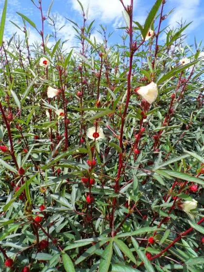 5 Maneiras Criativas de Usar Vinagreira na Culinária