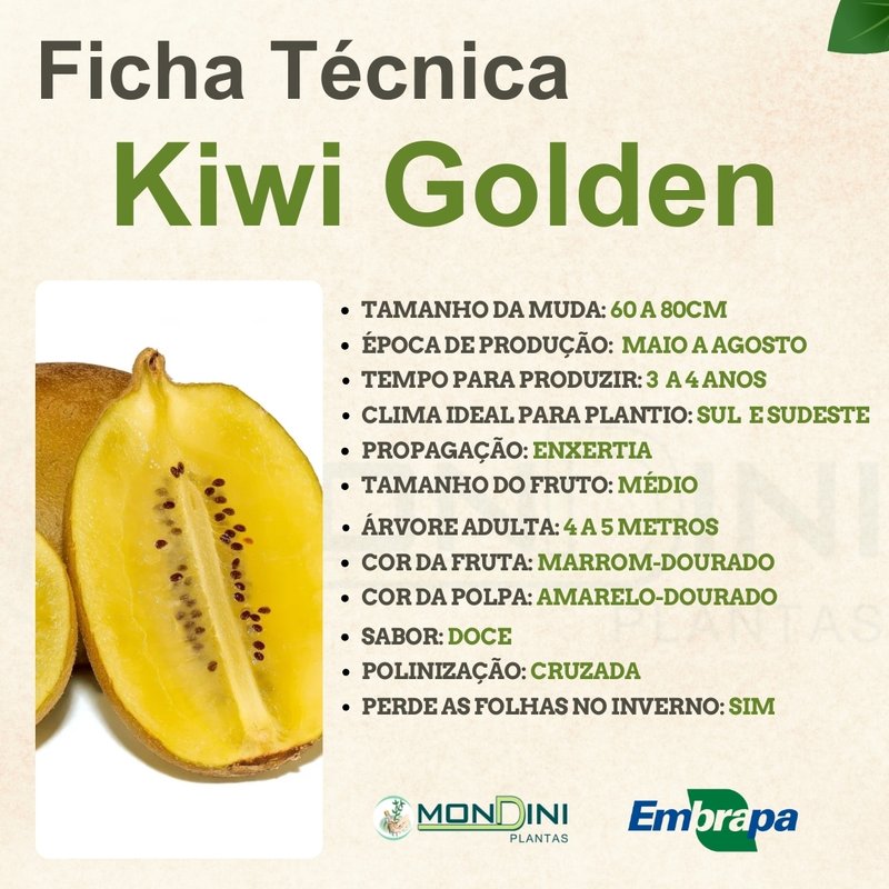 benefícios do kiwi gold