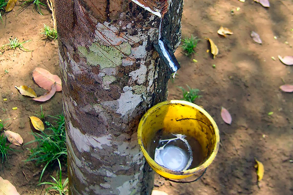 benefícios do leite da mangaba