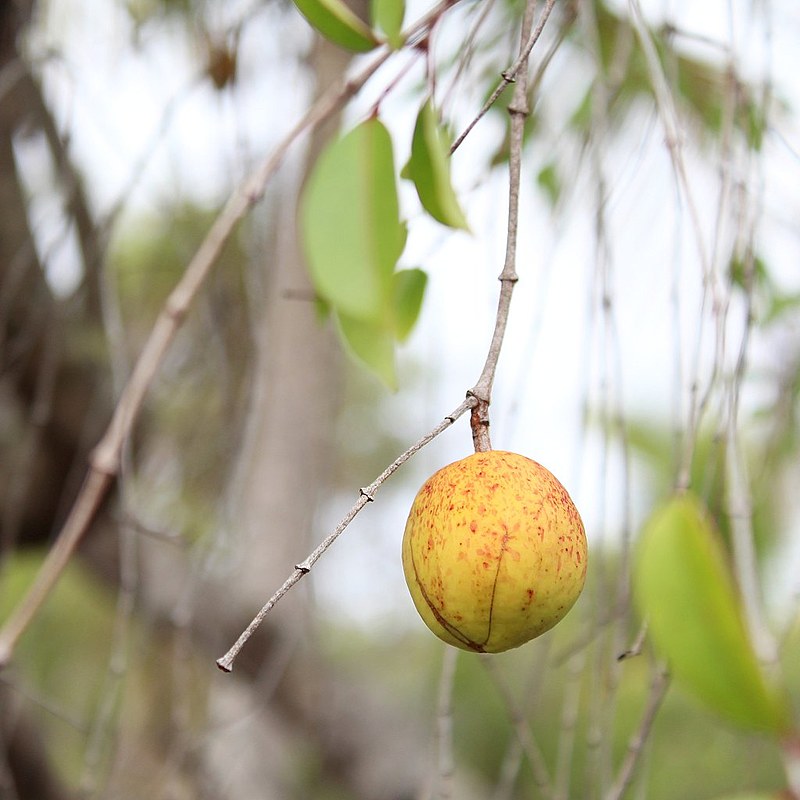 Mangaba: benefícios da fruta e do seu látex para a saúde