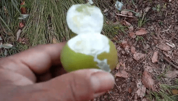 Onde encontrar leite de mangaba puro e seguro para consumo