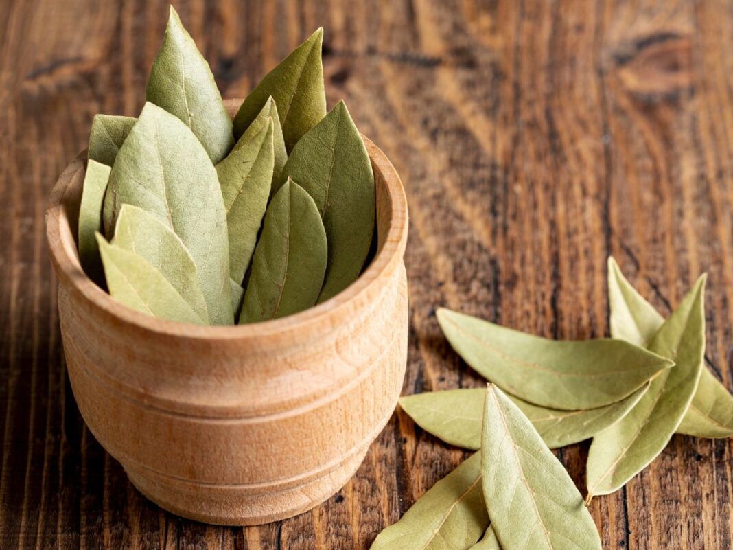 Louro para alívio de dores musculares: Mitos e verdades