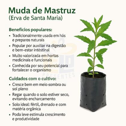 mastruz contraindicações