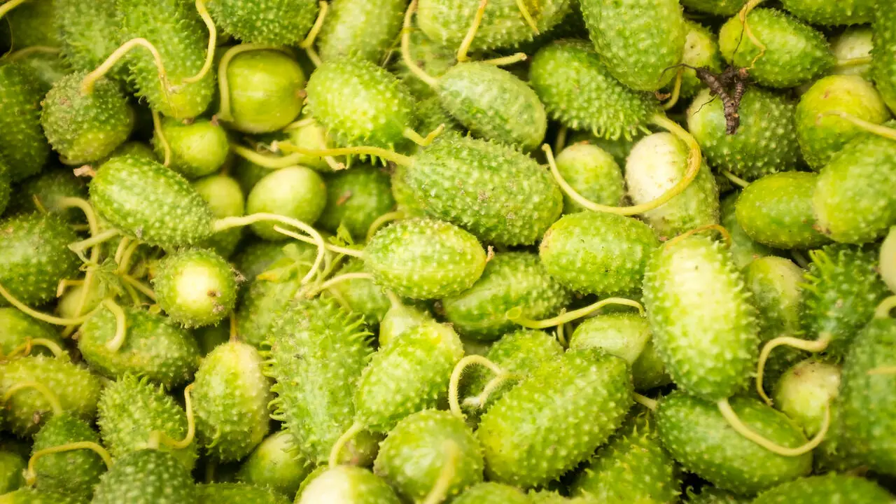 Maxixe na culinária nordestina: tradição e sabor