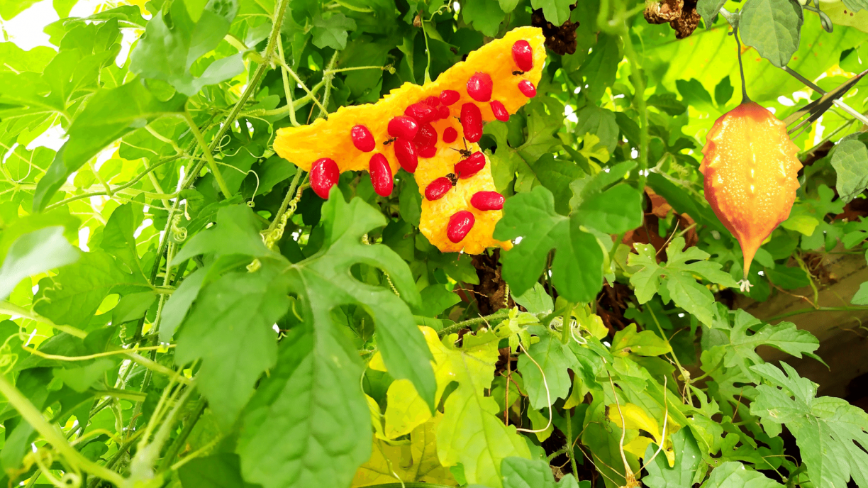 benefícios do melão-de-são-caetano