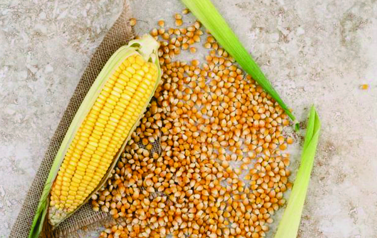 Benefícios dos polifenóis encontrados na pipoca