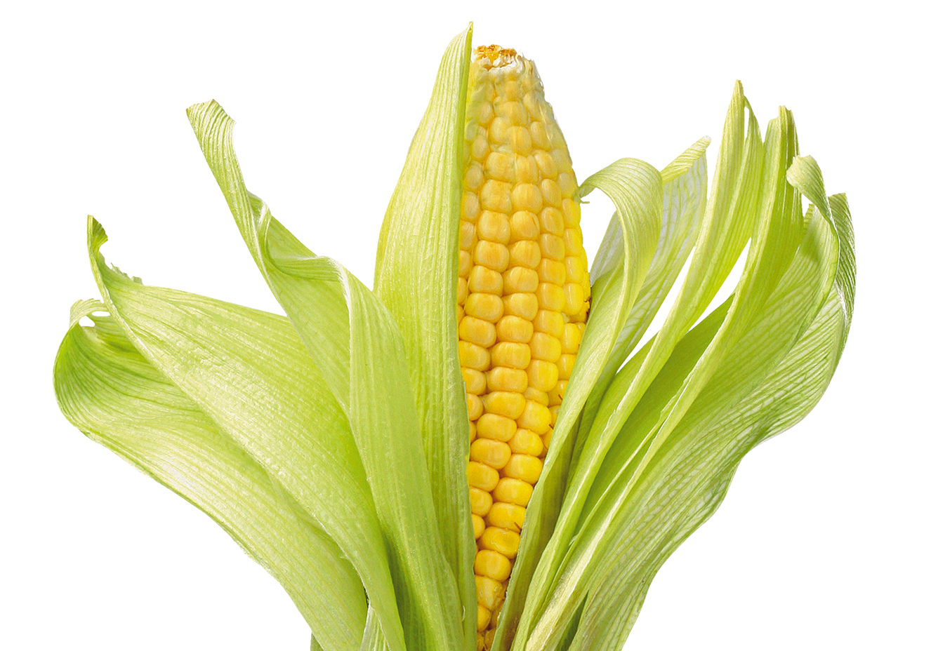 Como o Milho Pode Ajudar na Prevenção de Catarata