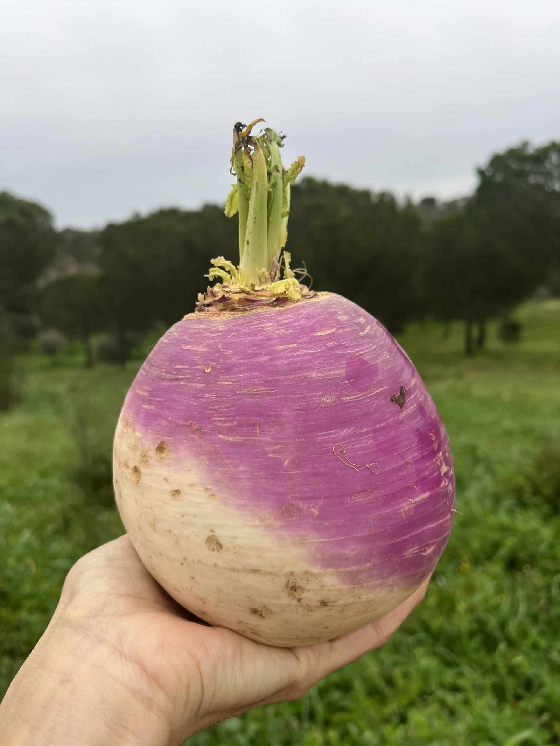 Receitas leves com nabo