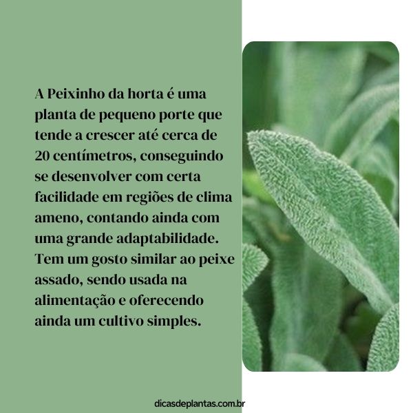 benefícios do peixinho da horta