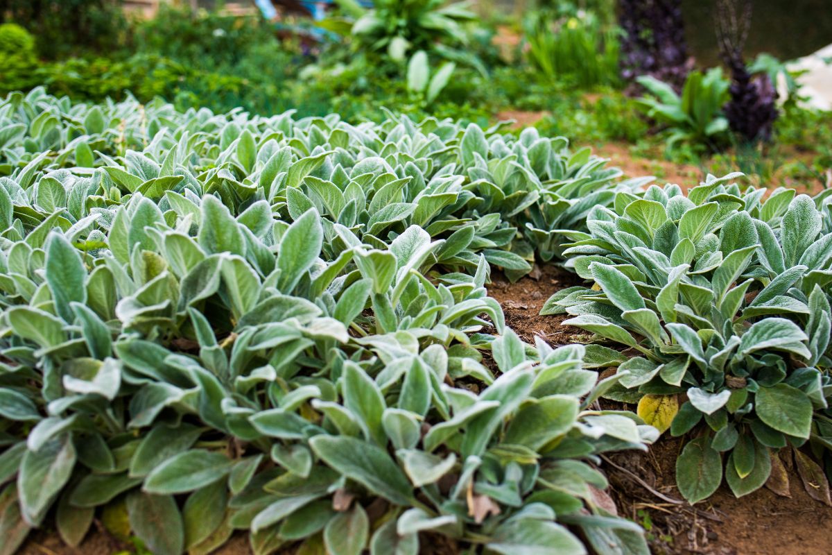 Como cultivar Peixinho da Horta em Casa