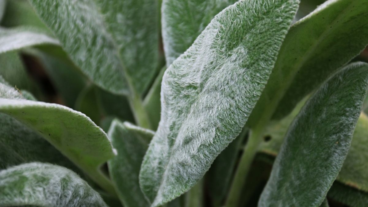 Peixinho da Horta: Uma PANC Versátil na Culinária