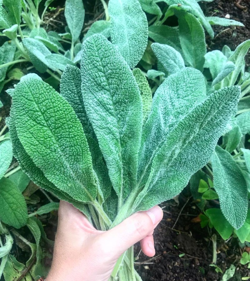 Propriedades Nutricionais Detalhadas do Peixinho da Horta