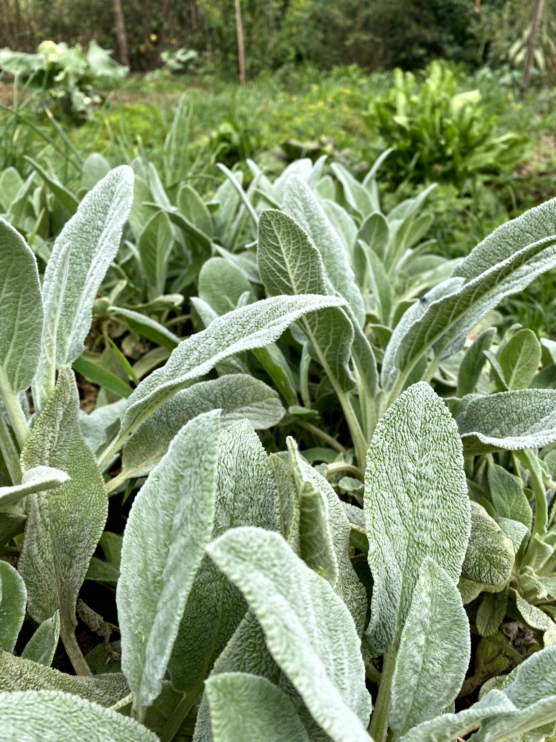 benefícios do peixinho da horta
