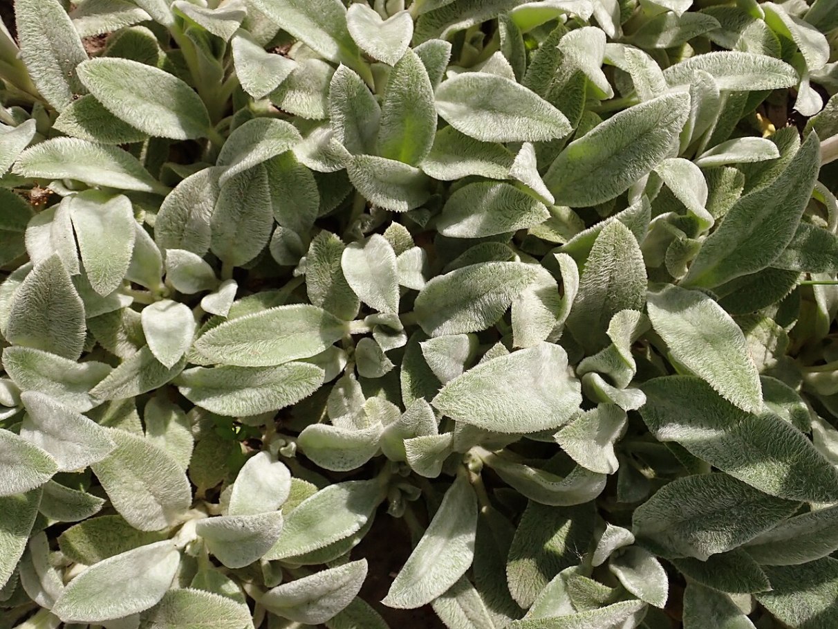 Como cultivar Peixinho da Horta em Casa