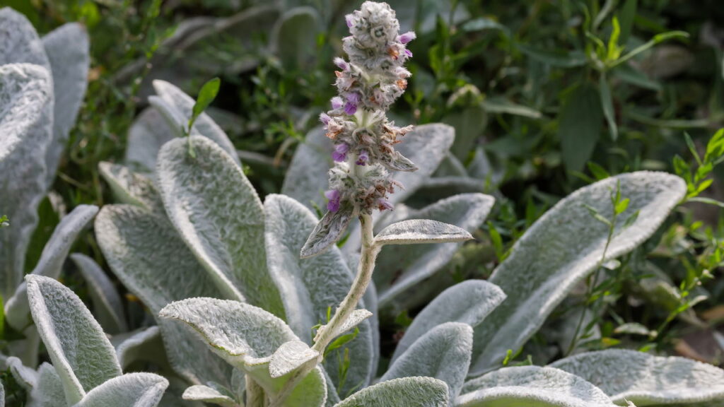 Chá de Peixinho da Horta para Tosse: Benefícios e Modo de Preparo