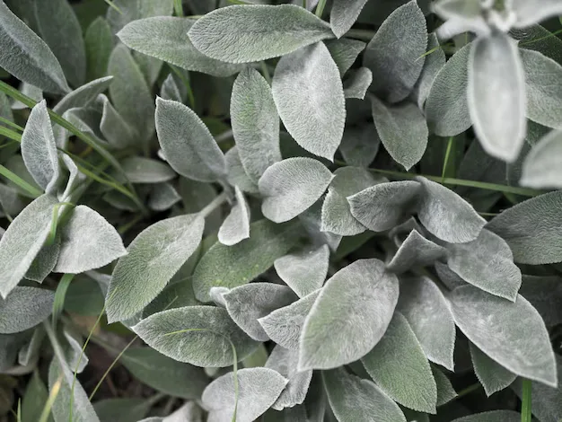 Peixinho da Horta: Uma PANC Versátil na Culinária