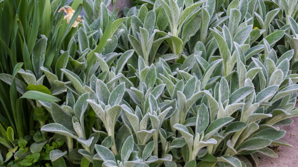 Propriedades Nutricionais Detalhadas do Peixinho da Horta