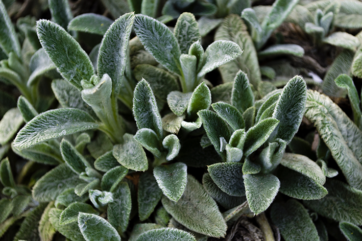 Usos Tradicionais e Medicinais da Stachys Byzantina