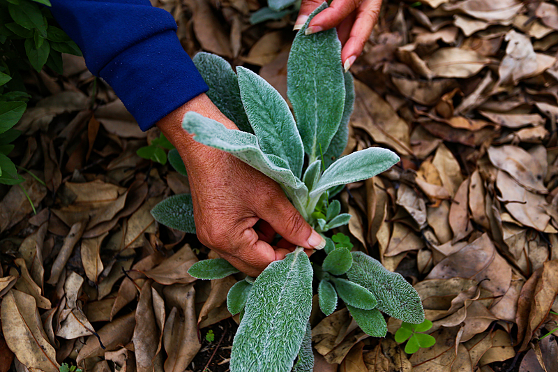 benefícios do peixinho da horta