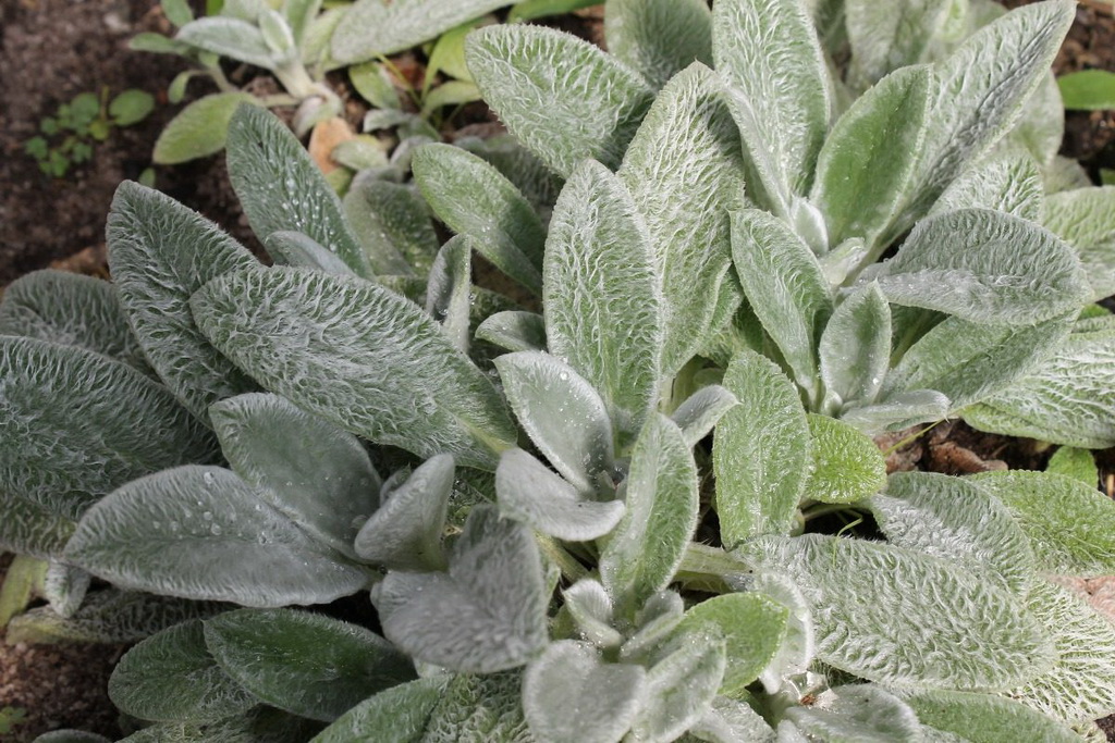 Receita Crocante de Peixinho da Horta Empanado